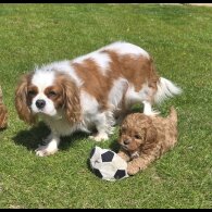 Cavapoo