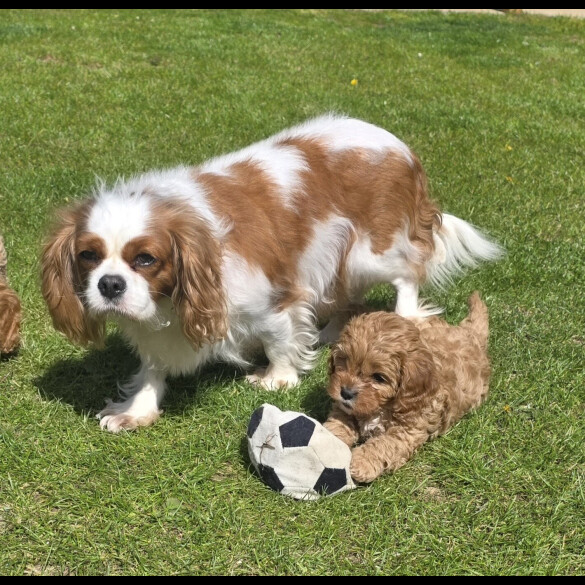 Cavapoo