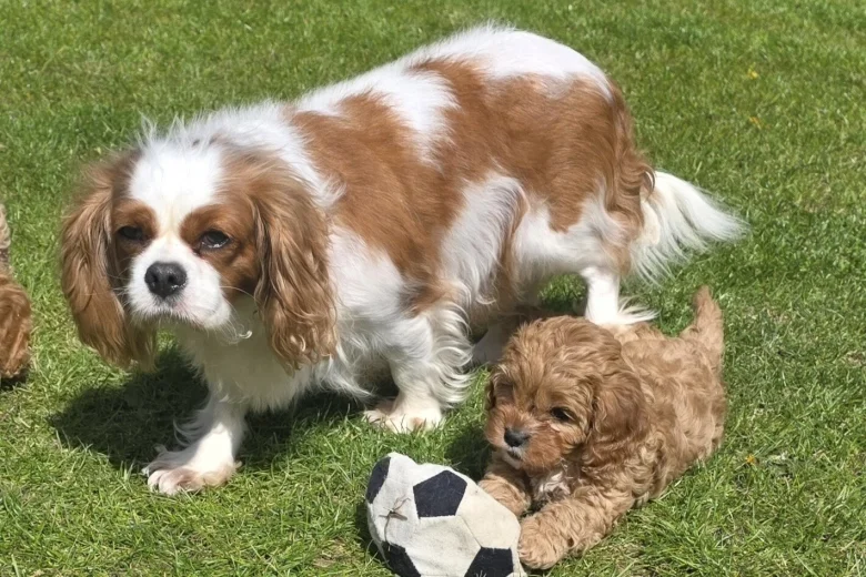 Cavapoo