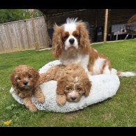 Cavapoo