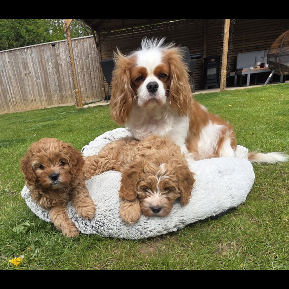 Cavapoo