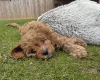 Cavapoo