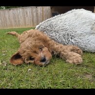 Cavapoo