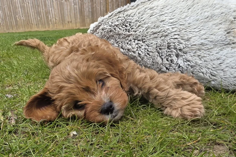 Cavapoo