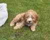 Cavapoo