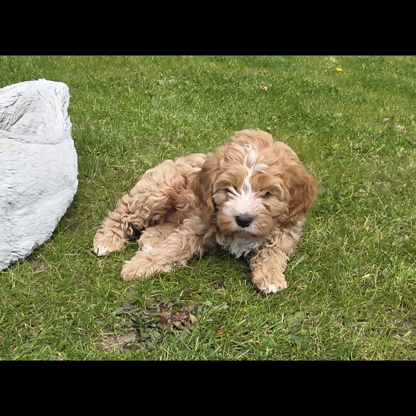 Cavapoo