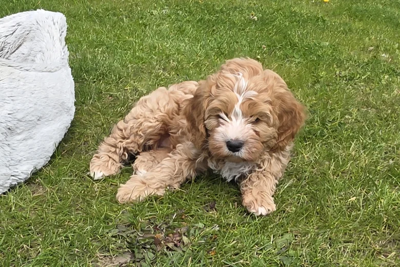 Cavapoo