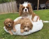 Cavapoo