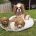 Cavapoo