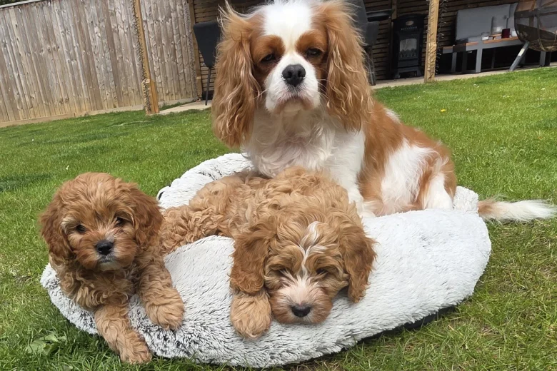 Cavapoo
