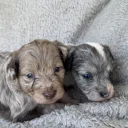 Cavapoo