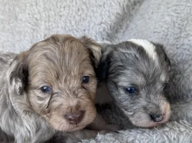 Cavapoo