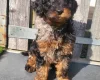 Cavapoo