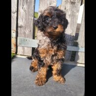 Cavapoo