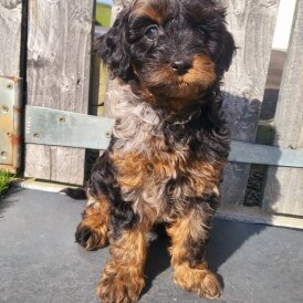 Cavapoo