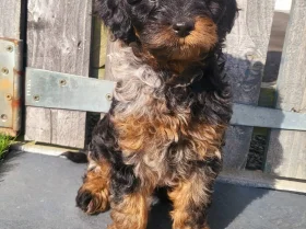 Cavapoo