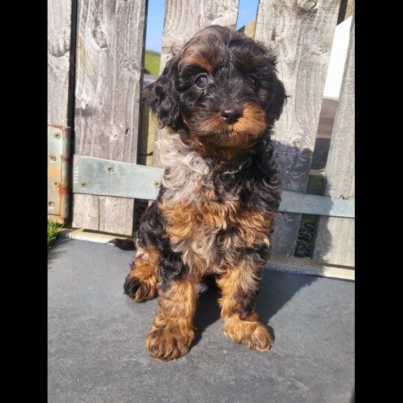 Cavapoo