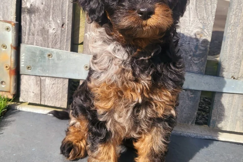 Cavapoo