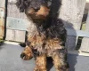 Cavapoo