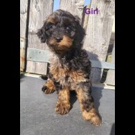 Cavapoo