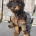 Cavapoo