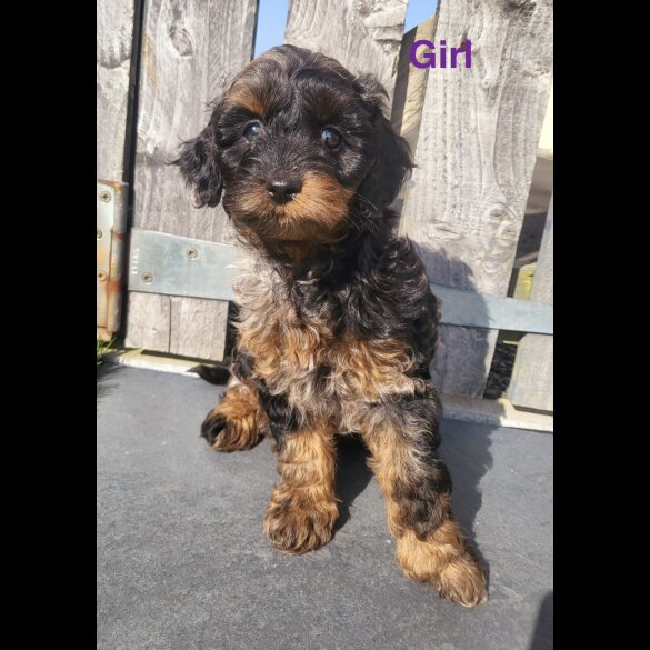 Cavapoo