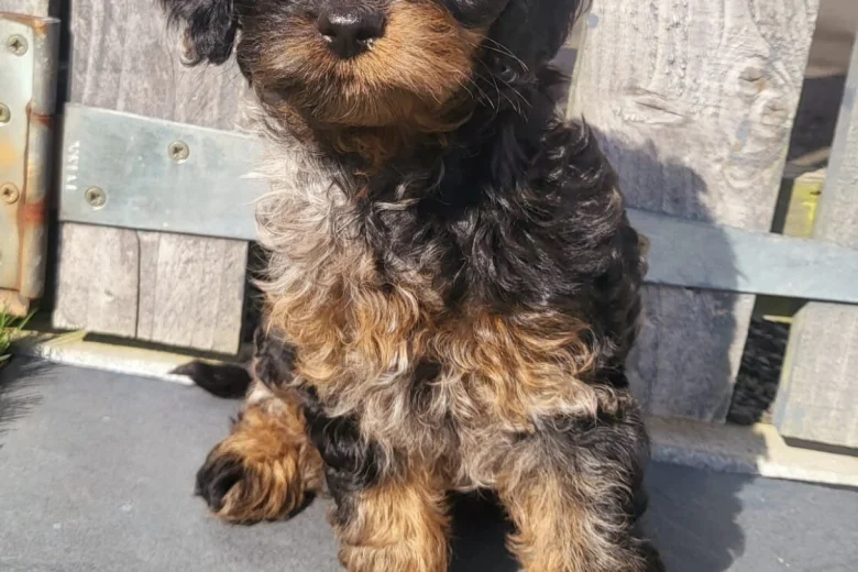 Cavapoo