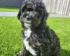 Cavapoo