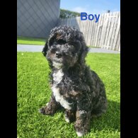 Cavapoo
