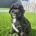 Cavapoo