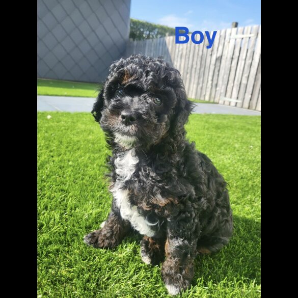 Cavapoo