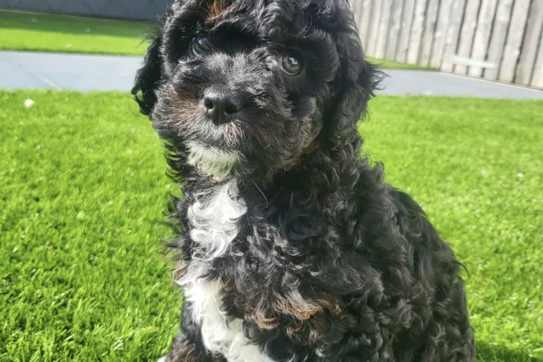 Cavapoo