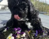 Cavapoo