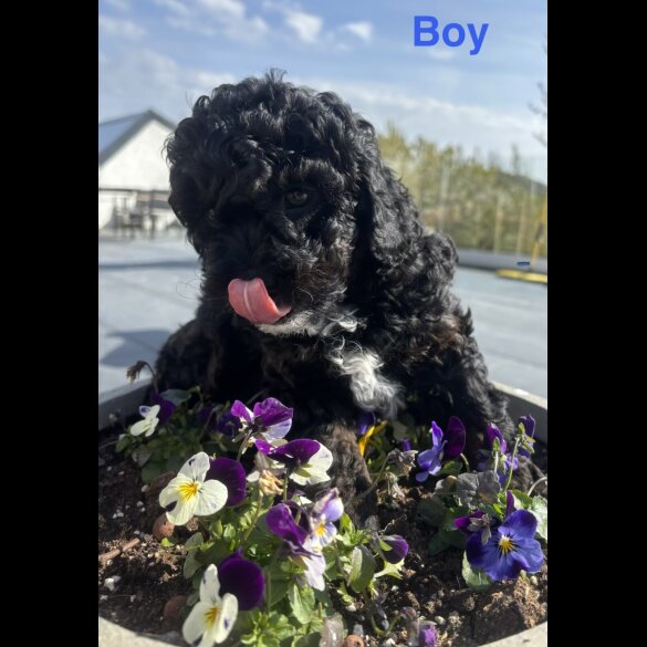 Cavapoo