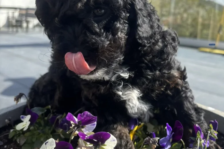 Cavapoo