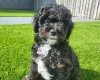 Cavapoo