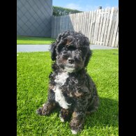 Cavapoo