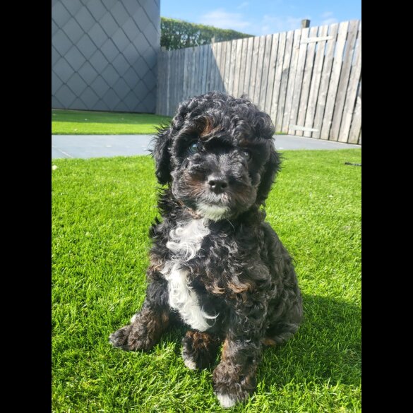 Cavapoo
