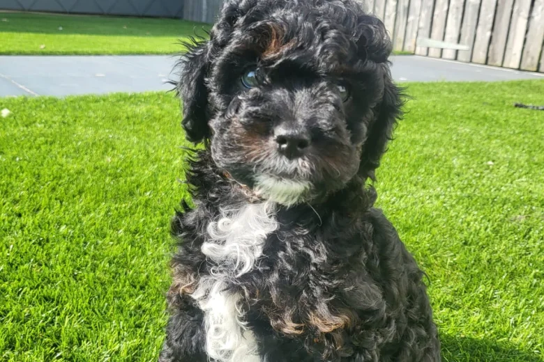 Cavapoo