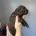 Cavapoo