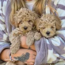 Cavapoo