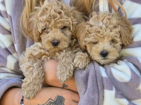 Cavapoo