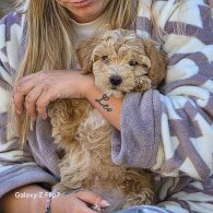 Cavapoo