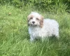 Cavapoo