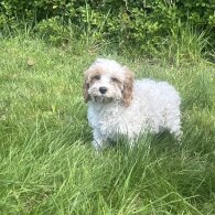 Cavapoo