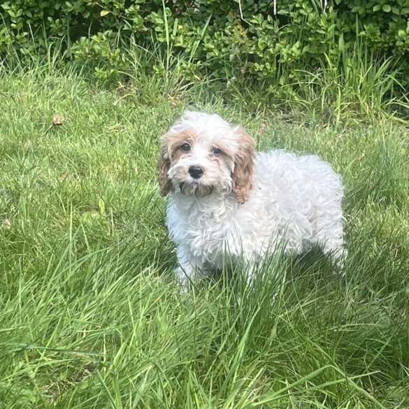 Cavapoo