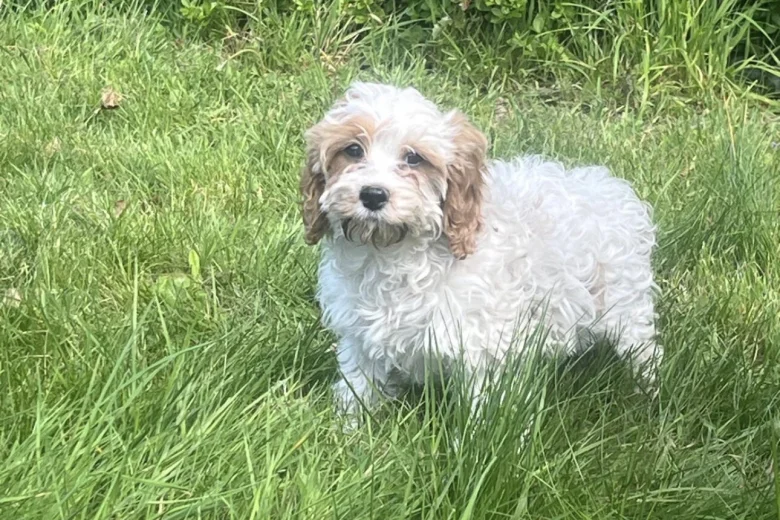 Cavapoo