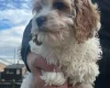 Cavapoo