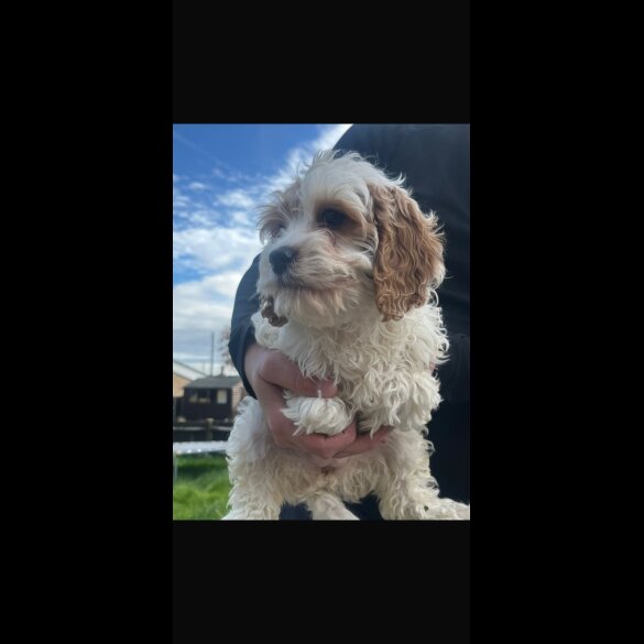 Cavapoo
