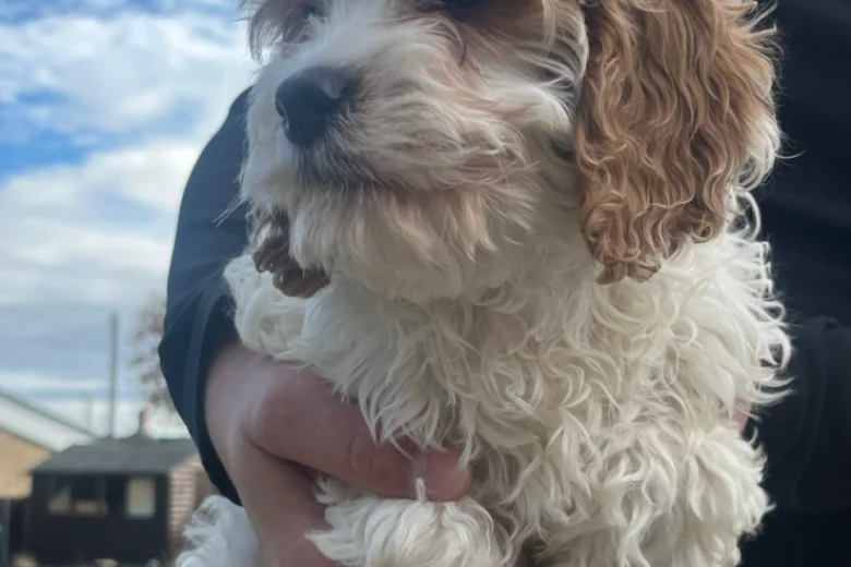 Cavapoo